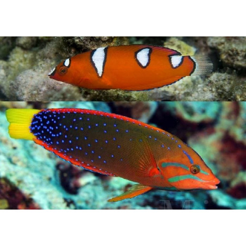 Red Coris Wrasse (Coris Gaimard)