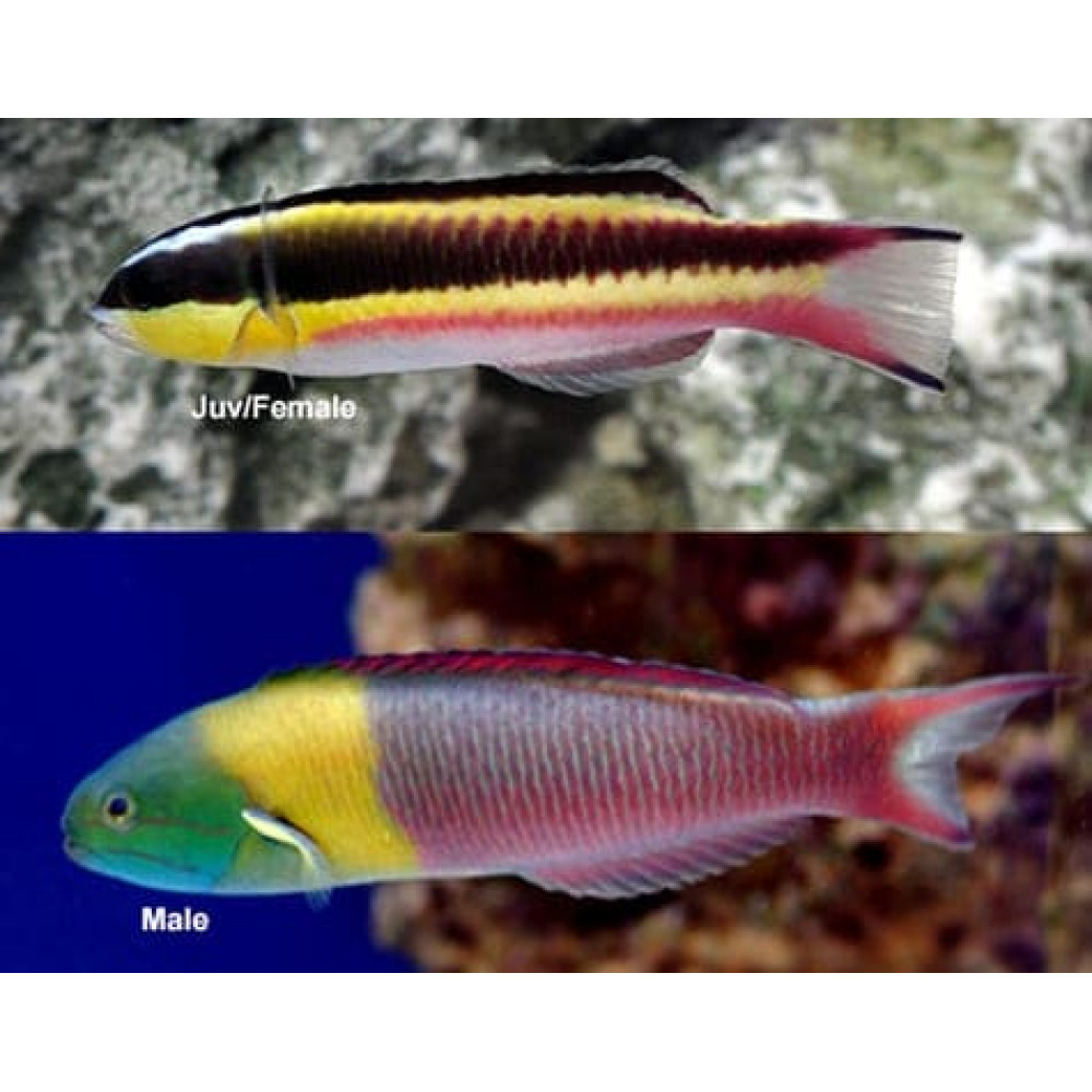 Paddlefin Wrasse (Thalassoma Lucasanum) 