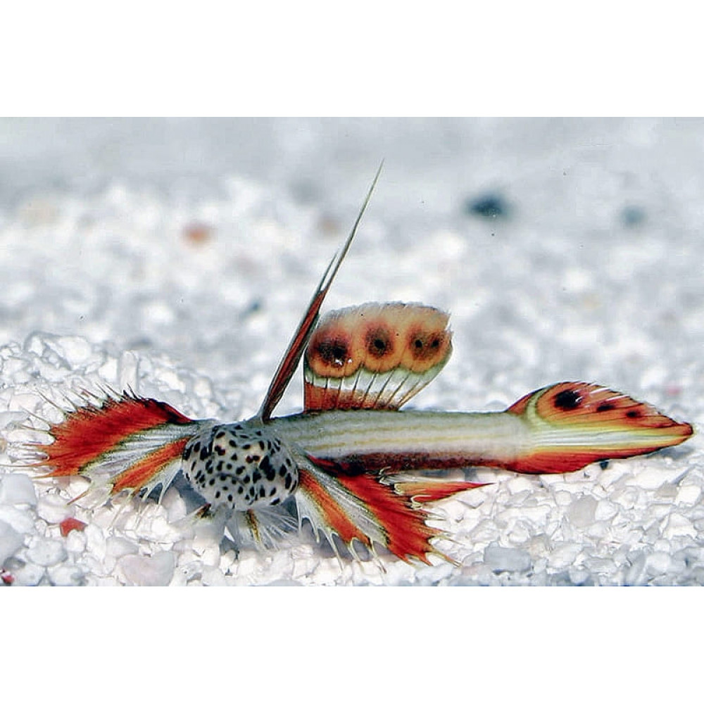 Griessingei Goby (Discordipinna Griessingeri) 