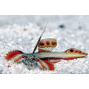 Griessingei Goby (Discordipinna Griessingeri)