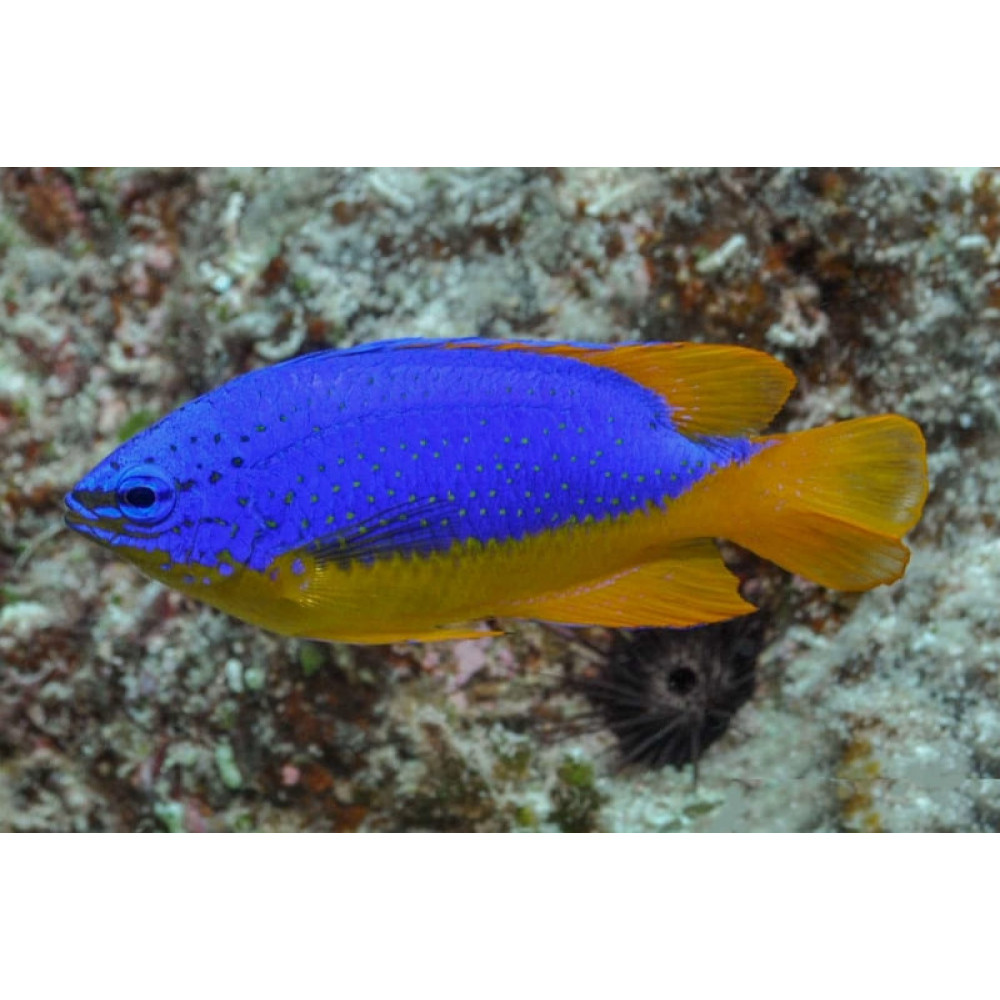 Fiji Blue Devil Damselfish (Chrysiptera Taupou)