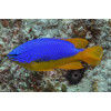 Fiji Blue Devil Damselfish (Chrysiptera Taupou)