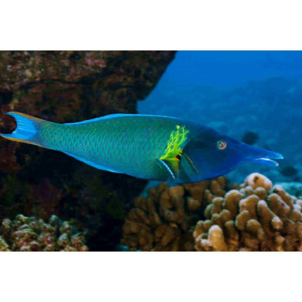 Bird Wrasse (Gomphosus Varius) Male