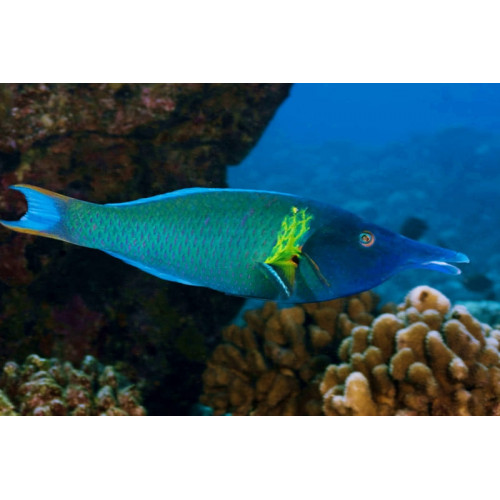 Bird Wrasse (Gomphosus Varius) Male