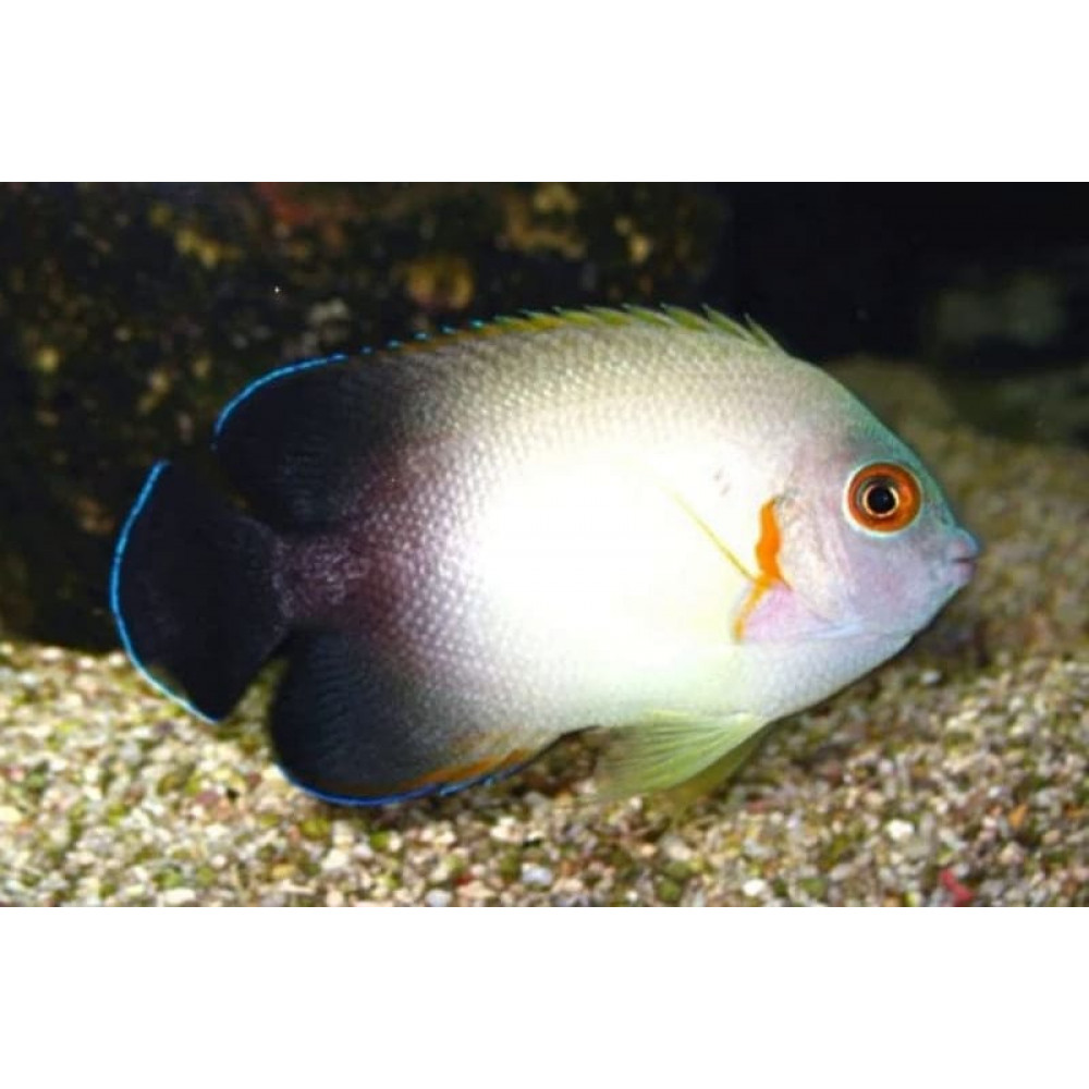 Half Black Angelfish (Centropyge Vroliki)