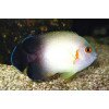 Half Black Angelfish (Centropyge Vroliki)