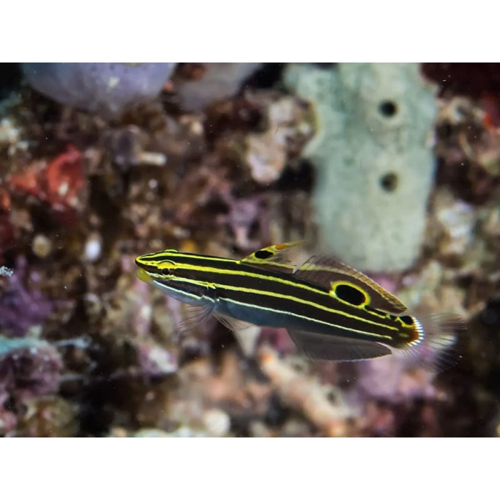 Hector's Goby (Koumansetta Hectori) 