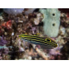 Hector's Goby (Koumansetta Hectori)
