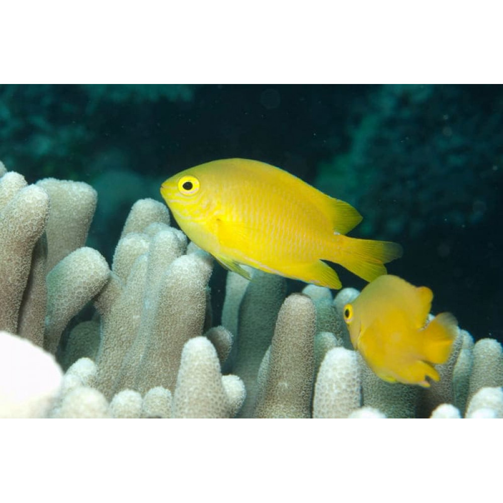 Lemon Damselfish (Pomacentrus Moluccensis)