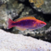 Lubbock's Fairy Wrasse (Cirrhilabrus Lubbocki)