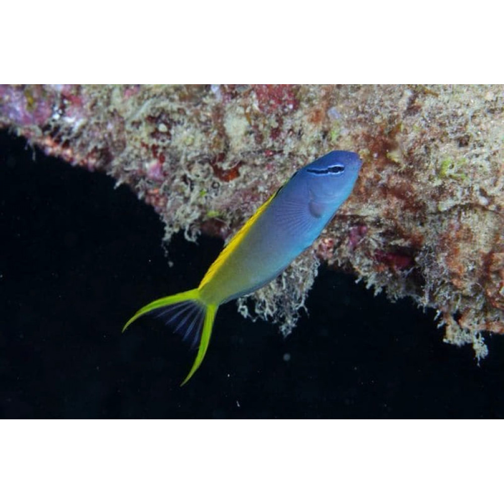 Forktail Blenny (Meiacanthus Atrodorsalis) 