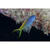 Forktail Blenny (Meiacanthus Atrodorsalis)
