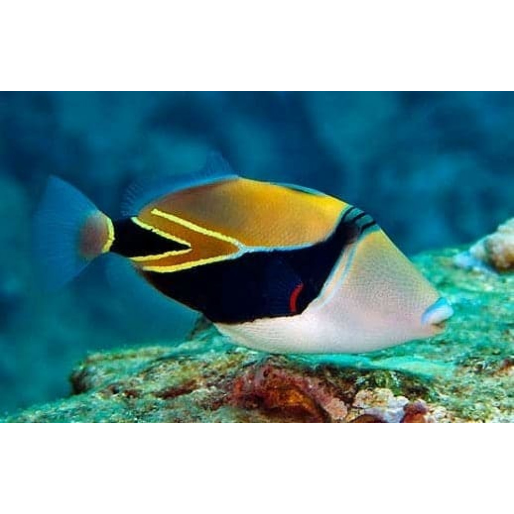 Humu Rectangle Triggerfish (Rhinecanthus Rectangulus)