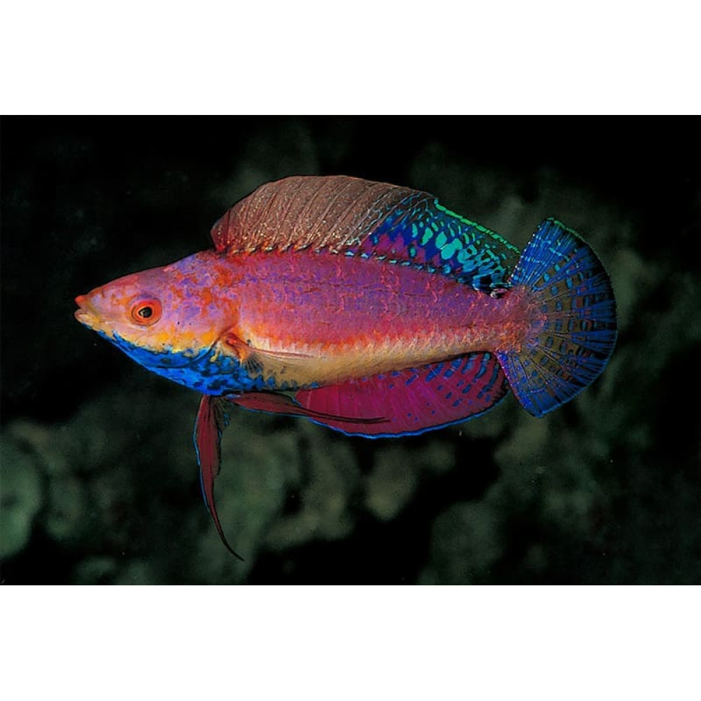 Blue Throat Fairy Wrasse (Cirrhilabrus Cyanogularis)  Male