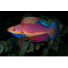 Blue Throat Fairy Wrasse (Cirrhilabrus Cyanogularis)  Male