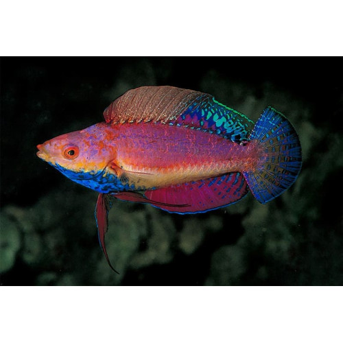 Blue Throat Fairy Wrasse (Cirrhilabrus Cyanogularis)  Male