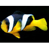 Sebae Clownfish (Amphiprion Sebae)