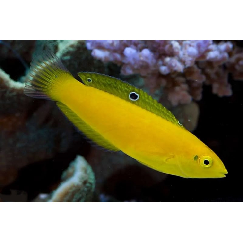 Yellow Wrasse (Halichoeres Chrysus)