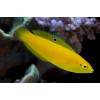 Yellow Wrasse (Halichoeres Chrysus)