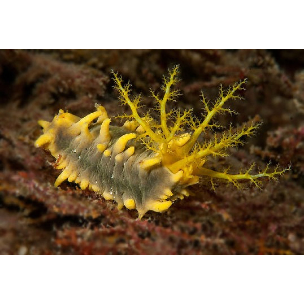 Yellow Sea Cucumber (Colochirus Robustus)