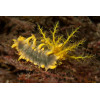 Yellow Sea Cucumber (Colochirus Robustus)