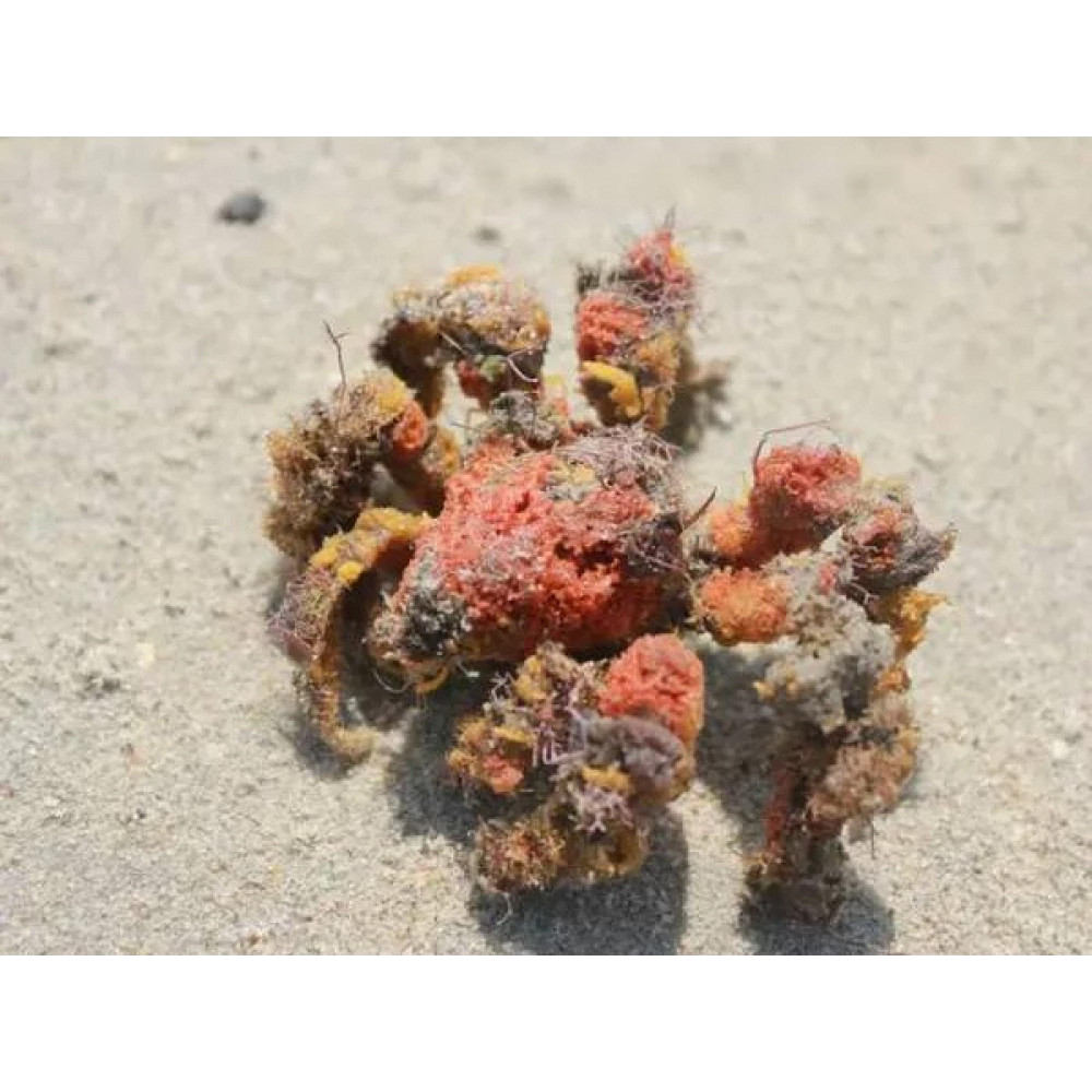 Spider Decorator Crab (Camposcia Retusa)
