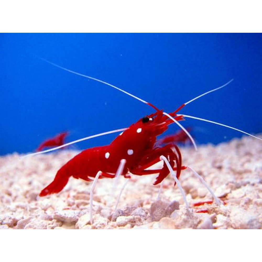Blood Red Fire Shrimp (Lysmata Debelius)