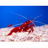 Blood Red Fire Shrimp (Lysmata Debelius)