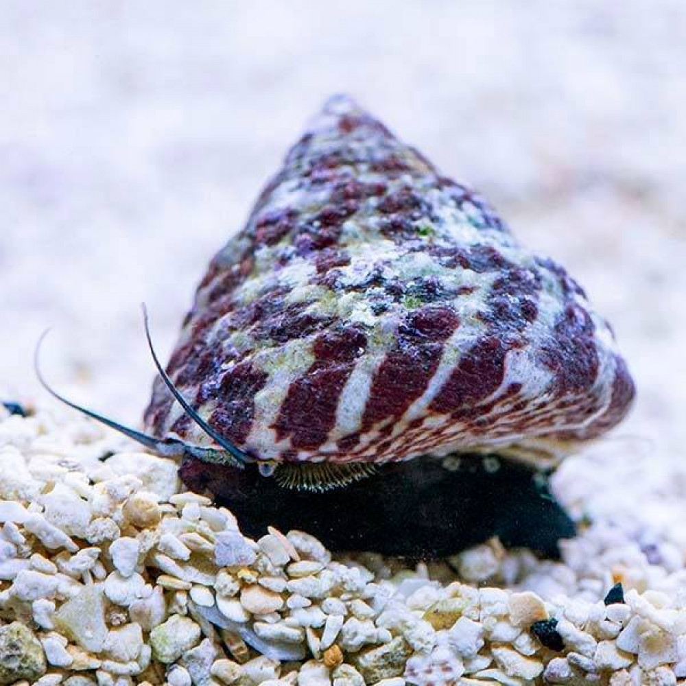 Banded Trochus Snail (Trochus sp.)