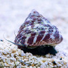 Banded Trochus Snail (Trochus sp.)