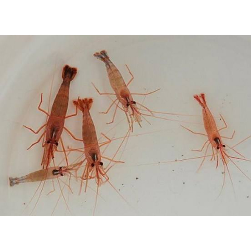 Peppermint Shrimp (Lysmata Wurdemanni)
