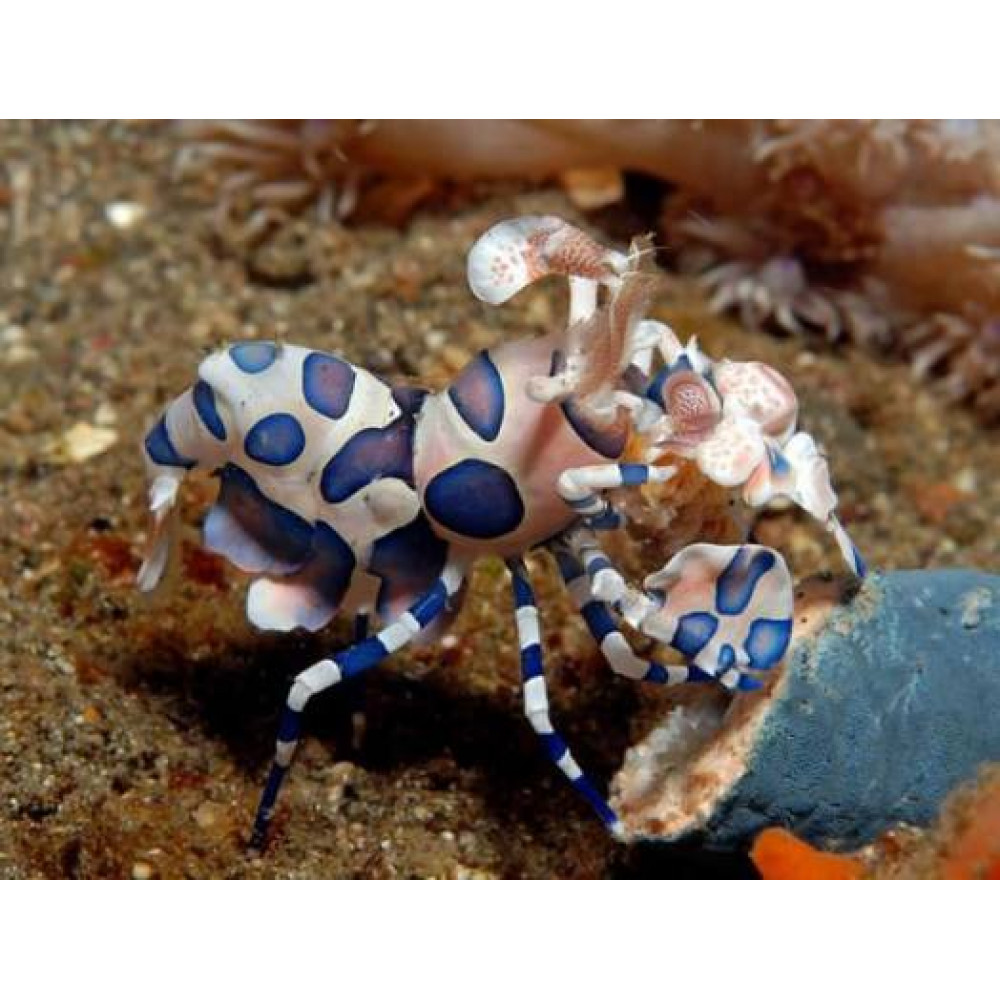 Harlequin Shrimp (Hymenocera Picta)