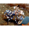 Harlequin Shrimp (Hymenocera Picta)