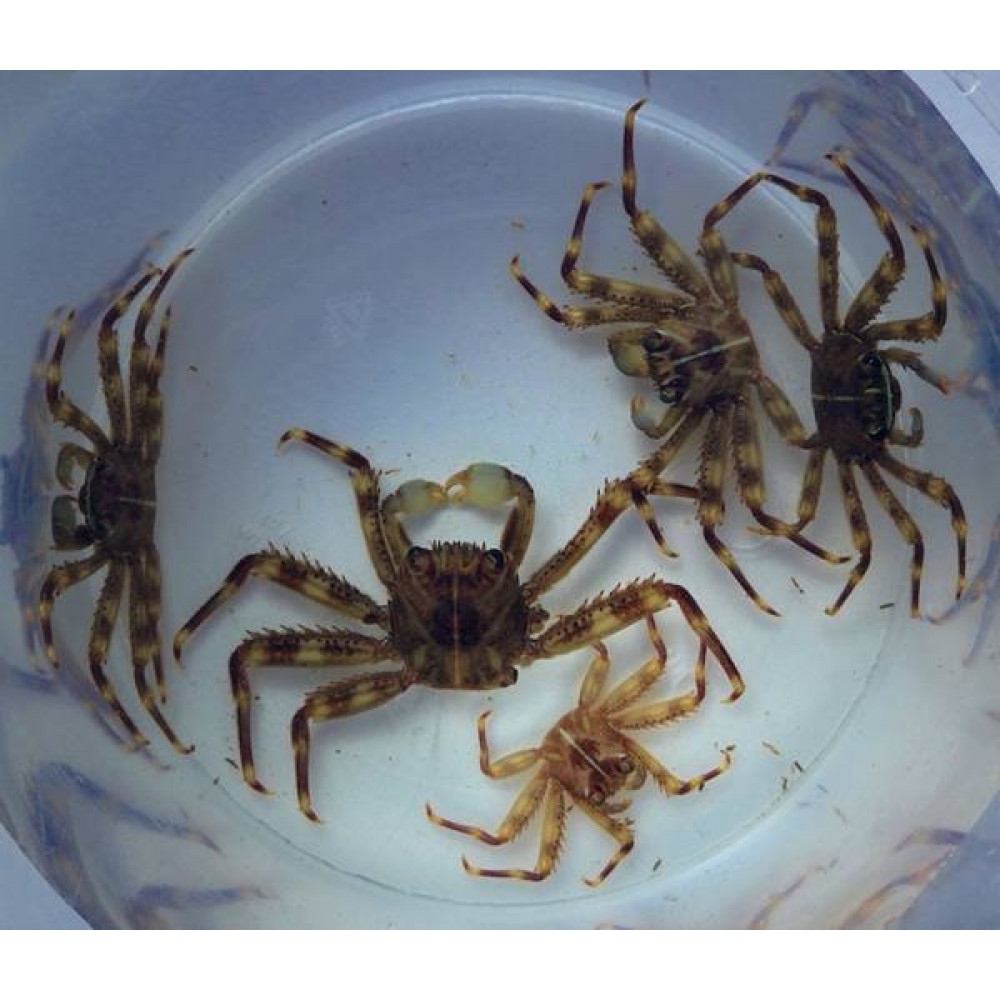 Sally Lightfoot Crab (Percnon Gibbesi)