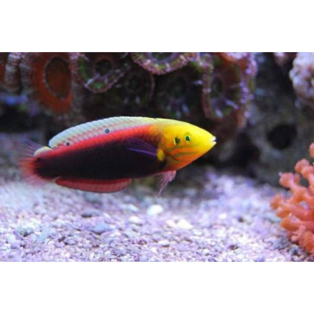 Radiant Wrasse (Halichoeres Iridis)