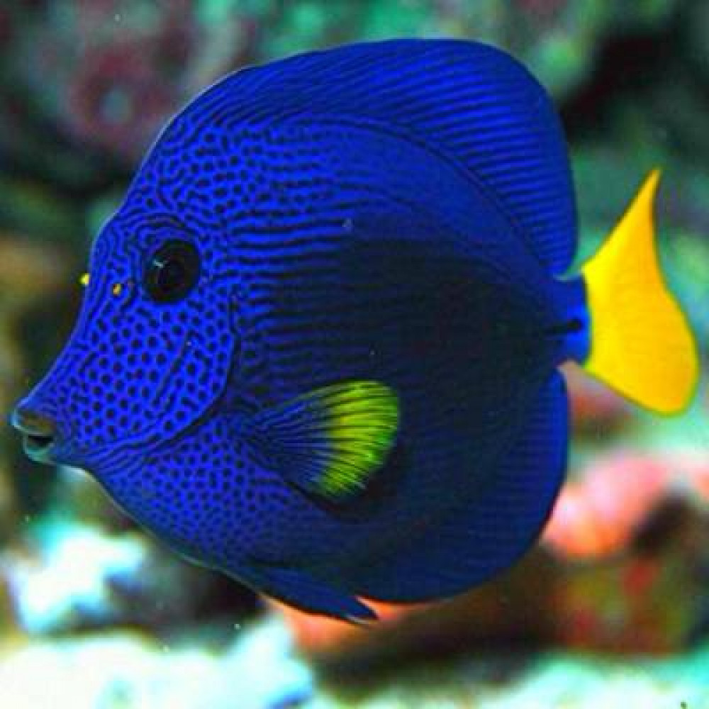 Purple Tang (Zebrasoma Xanthurum) 