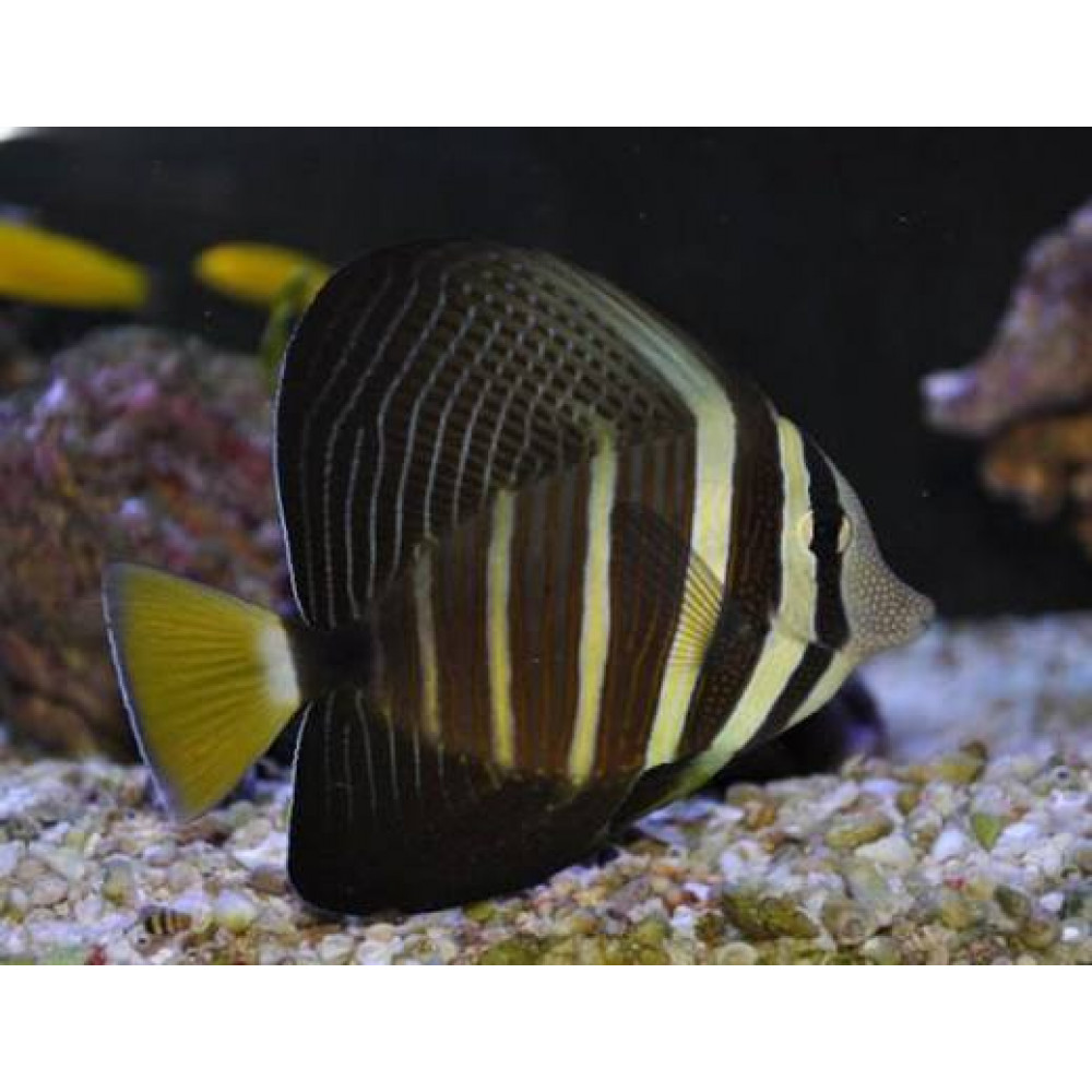 Sailfin Tang (Zebrasoma Veliferum)
