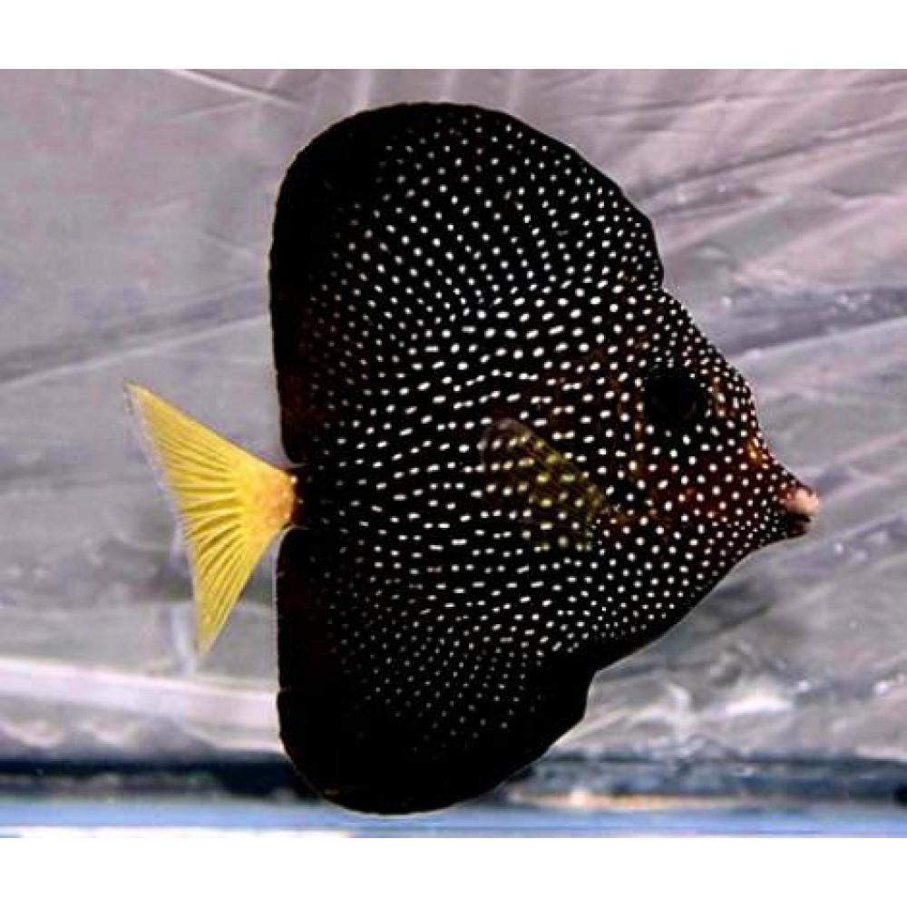 Gemmatum Tang (Zebrasoma Gemmatum)