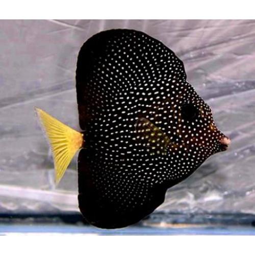 Gemmatum Tang (Zebrasoma Gemmatum)