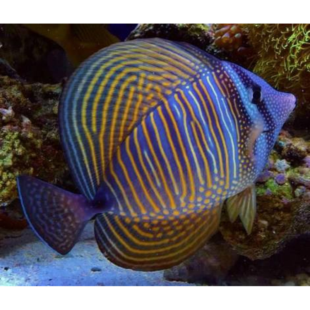Desjardini Tang  (Zebrasoma Desjardini)