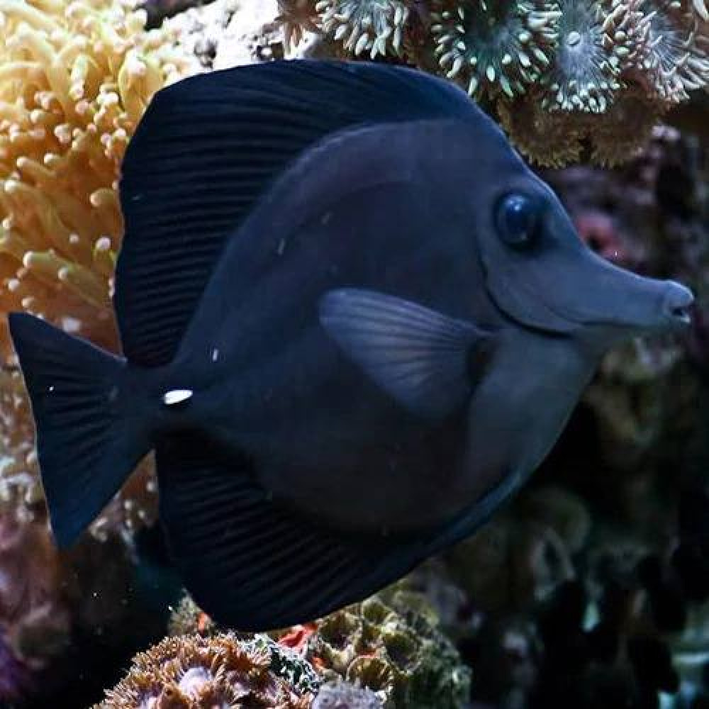 Black Longnose Tang (Zebrasoma Rostratum)