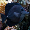 Black Longnose Tang (Zebrasoma Rostratum)