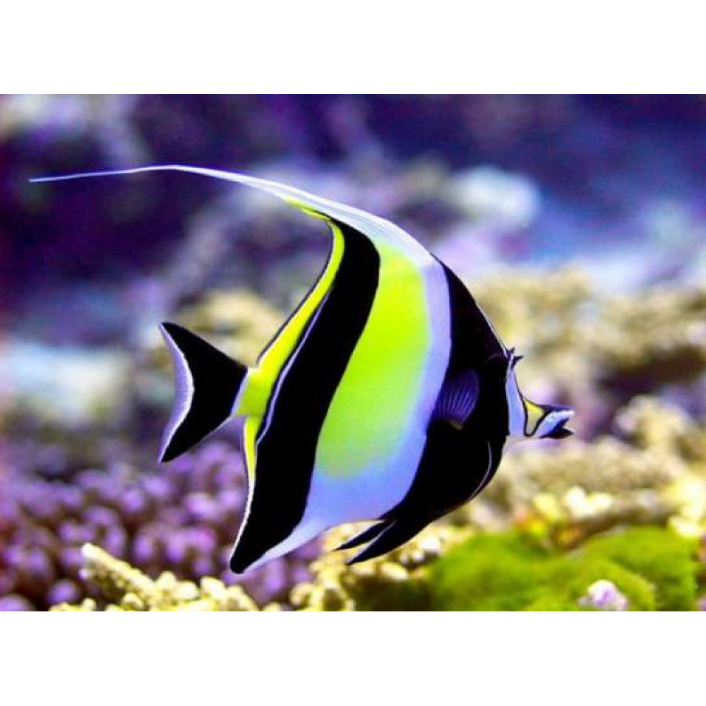 Moorish Idol (Zanclus Cornutus)