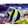 Moorish Idol (Zanclus Cornutus)