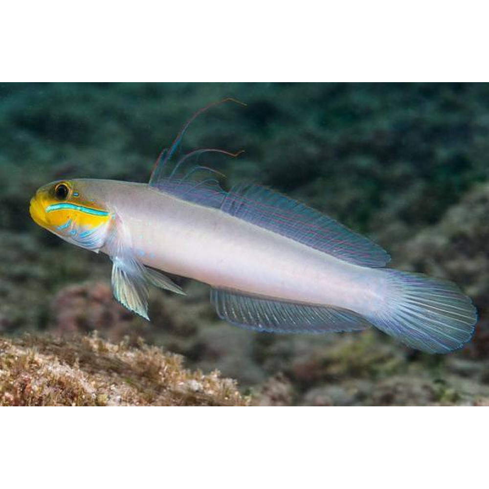 Sleeper Gold Head Goby (Valenciennea Strigata)