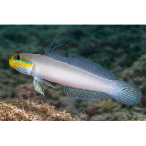 Sleeper Gold Head Goby (Valenciennea Strigata)