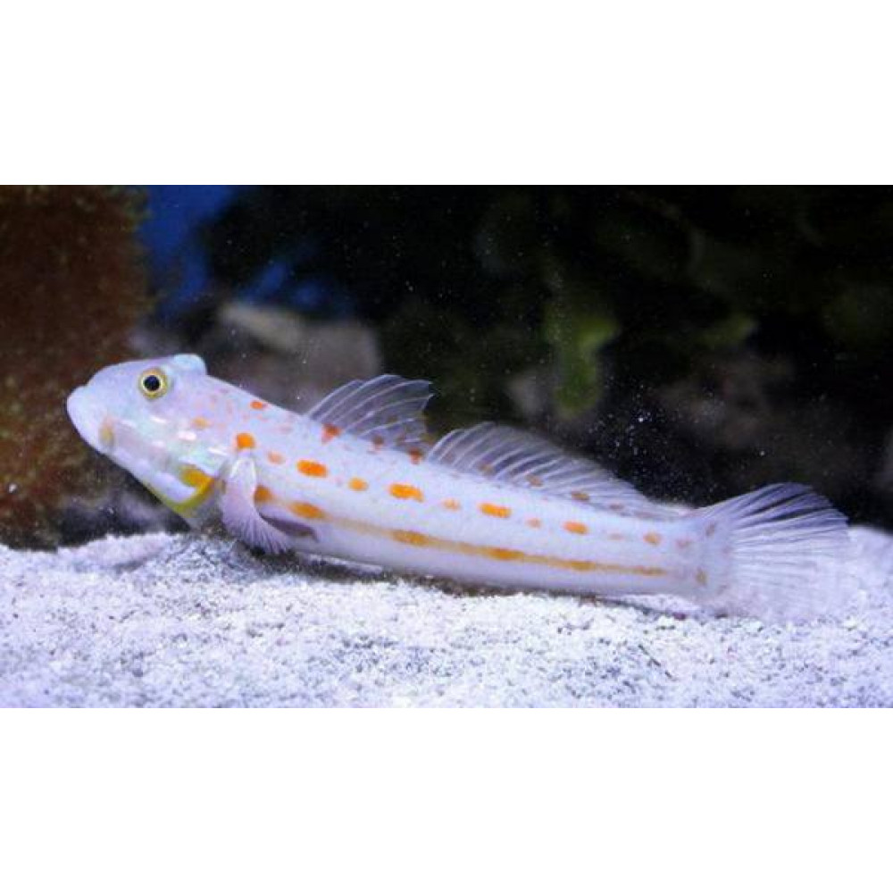 Diamond Watchman Goby (Valenciennea Puellaris)