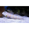Diamond Watchman Goby (Valenciennea Puellaris)