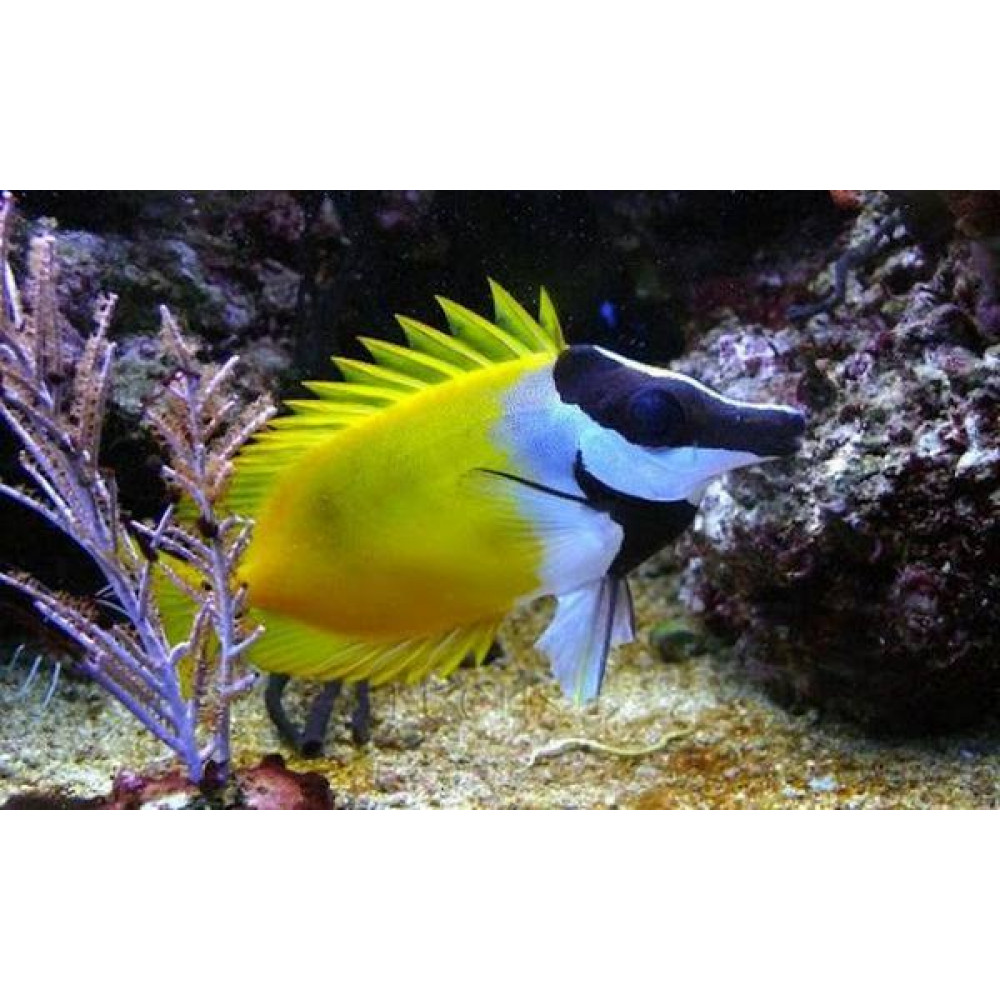 Foxface Lo (Siganus Vulpinus)