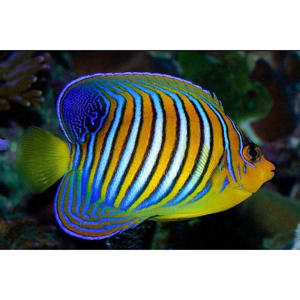 Regal Angelfish (Pygoplites Diacanthus) Yellow belly. Bali Aquarich
